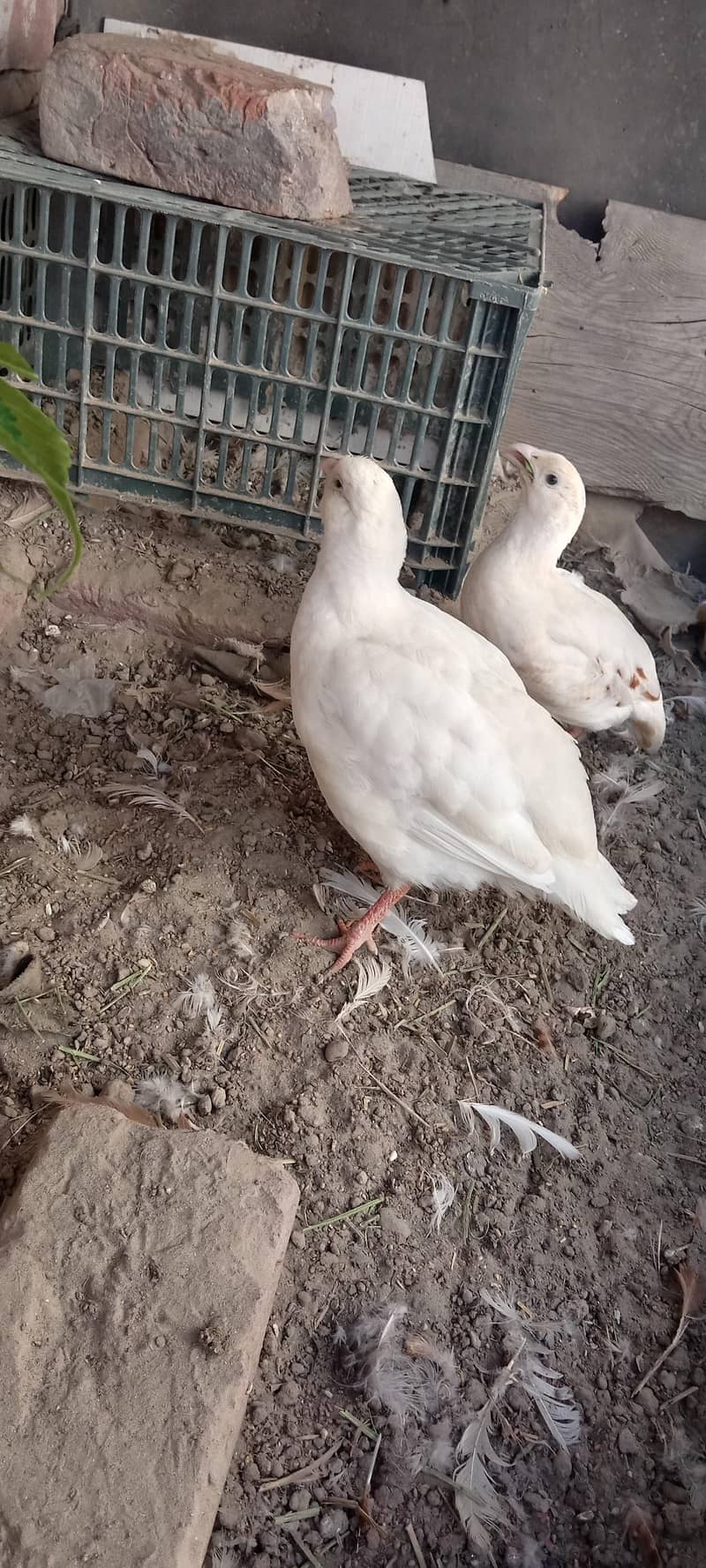 white teetar breader pair 0