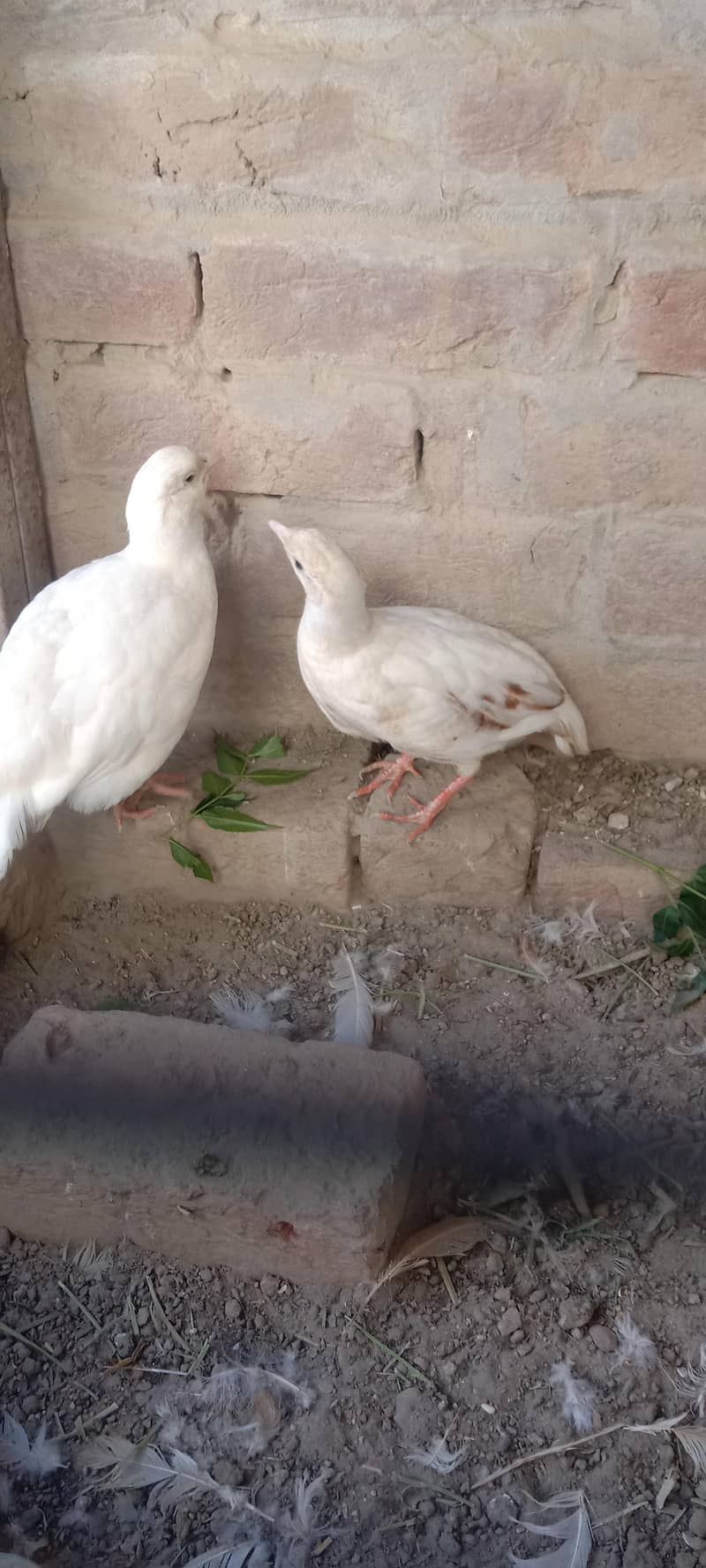 white teetar breader pair 1