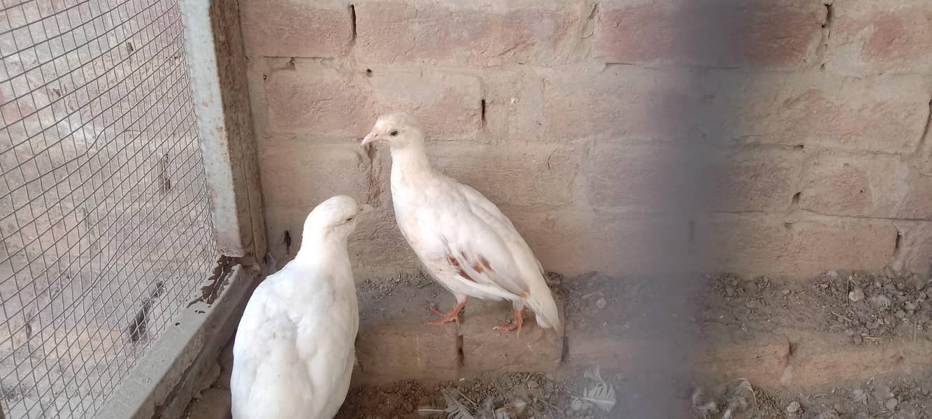 white teetar breader pair 2