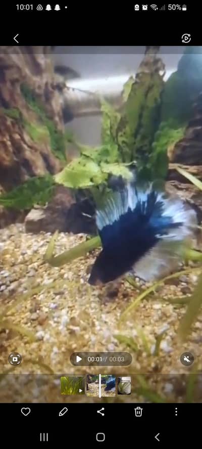 Betta fish (splenders) double tail finz