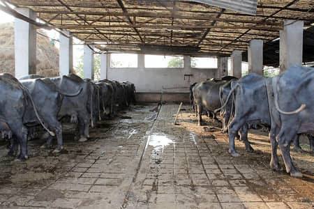 Dairy Farm Worker Needed | 03004353754