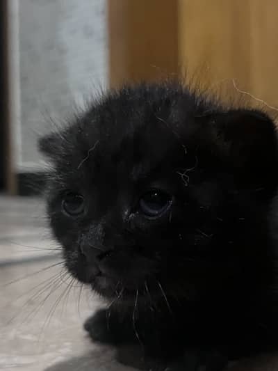 Blue eyed British shorthair kitten in full black