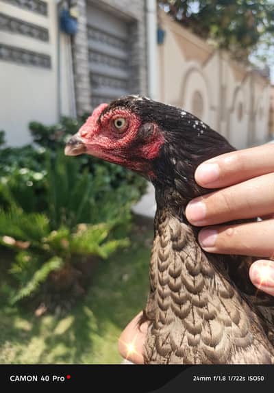 best hen for your choice