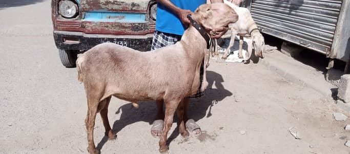 Dumba Khara Demand 1 Lac