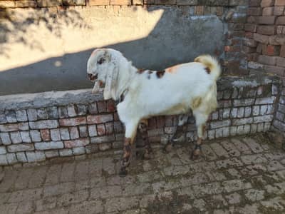 Bakra for sell