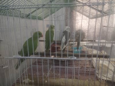 beautiful birds  pair