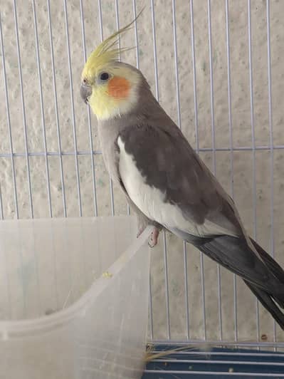 parrot for sale