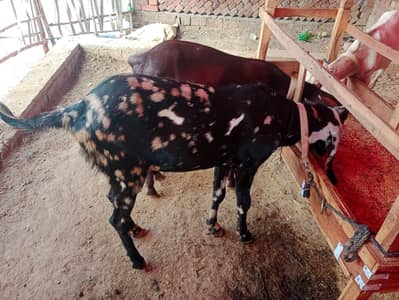Qurbani ke bakre