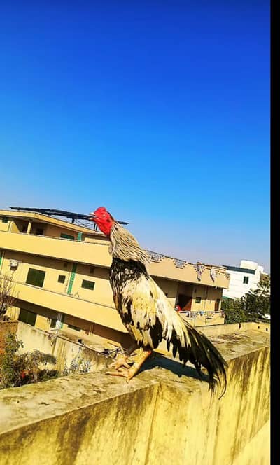 ghr ka breader murga h munasib ho jai ga