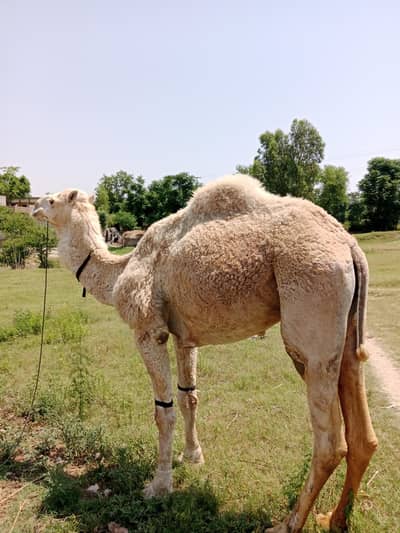 Qurbani camel available in cheap price 03125173572