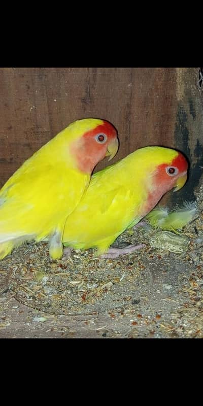 dana Love cockatiel  bage ka  dasteyab ha