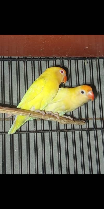 dana Love cockatiel  bage ka  dasteyab ha
