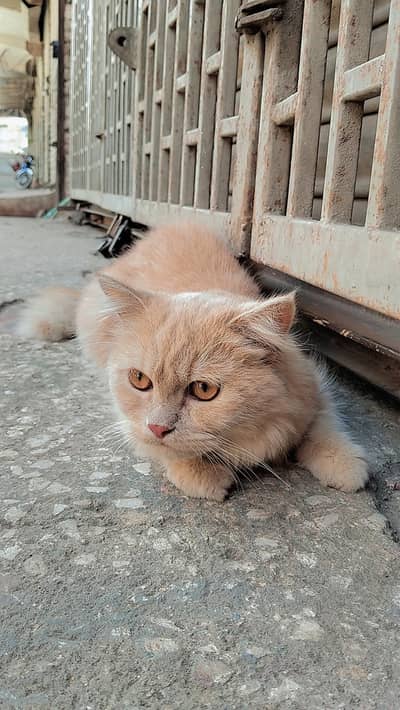 Persian Male Cat hai family maii rehne Wala hai  Whatsapp 03133975632