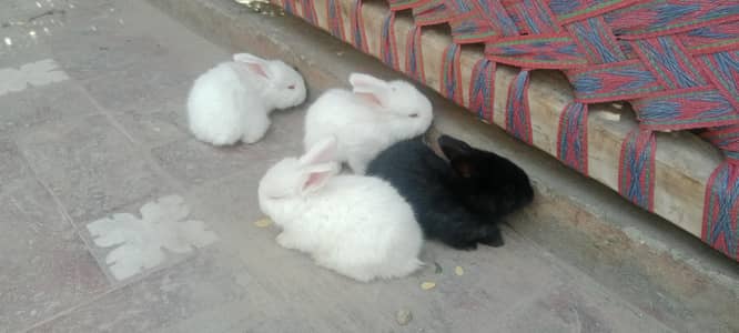 Breader pair for sale