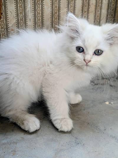 Persian Kittens
