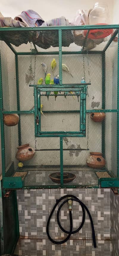 Australian parrots 
