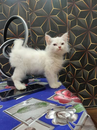 Persian Cats For Sale
