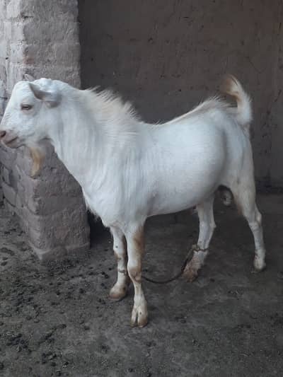 Teddy Gulabi Bakra 2 Danat – Kharay Kaan | Breeder Quality