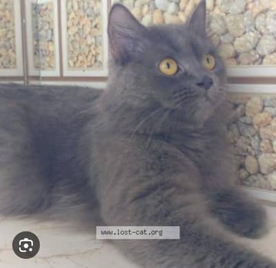 cat female