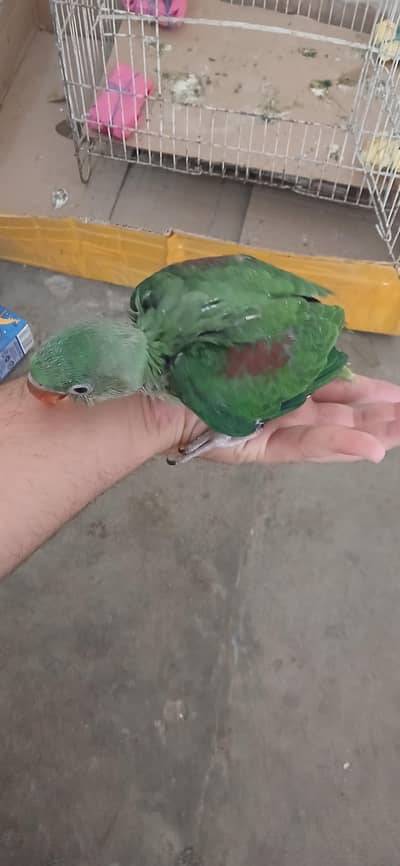 پہاڑی توتا برائے فروخت