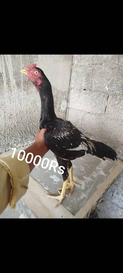 Oldline homebreed amroha aseel pathi for sale