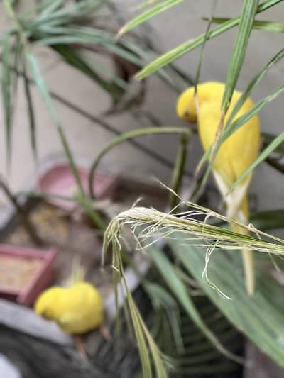 Yellow raingnack parrot for sale
