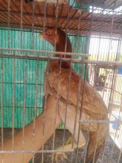 2 chicks Ka sath ha murgie bhot achi ha or bacha bhh