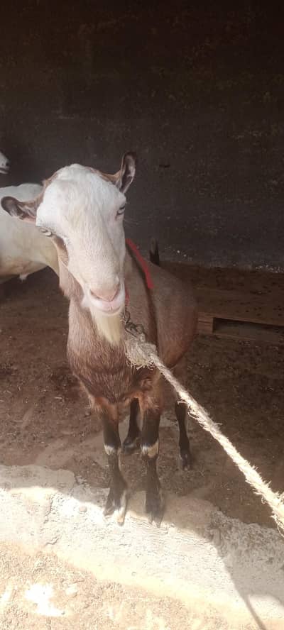 Tedda Bakra