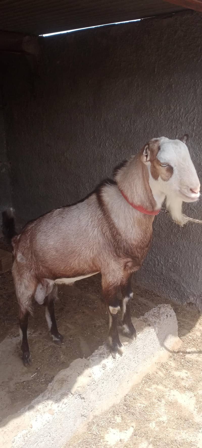 Tedda Bakra 1