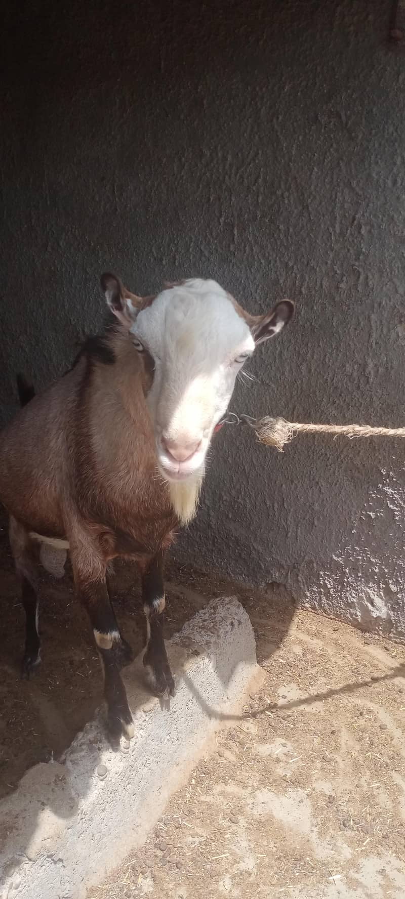 Tedda Bakra 2