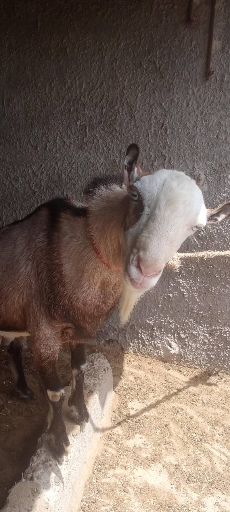 Tedda Bakra 3