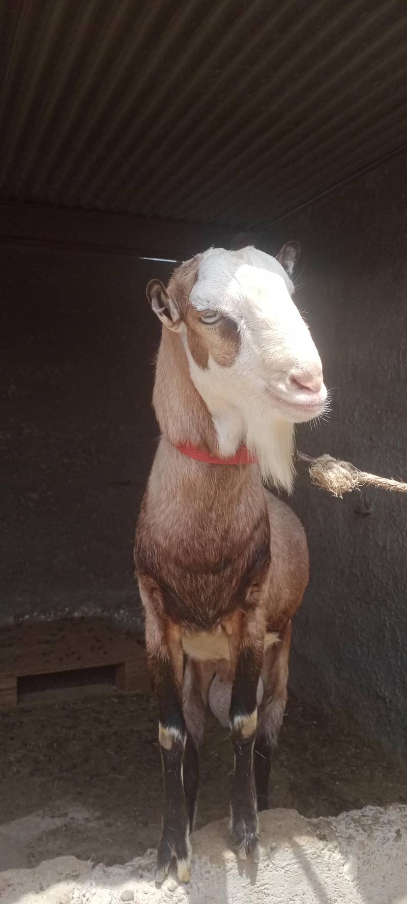 Tedda Bakra 4