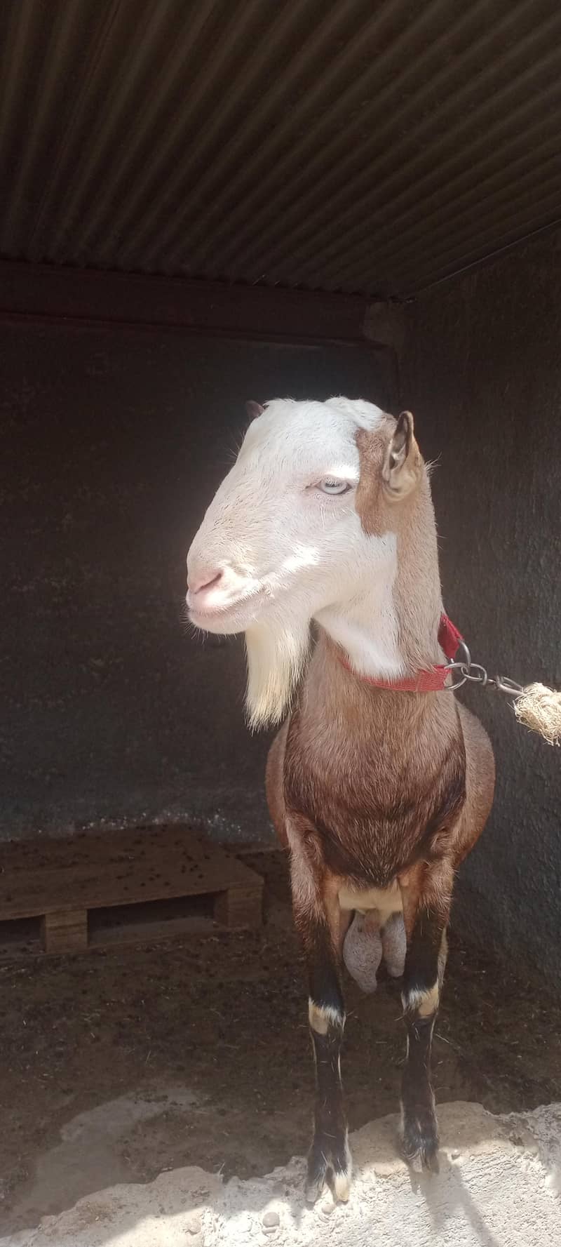 Tedda Bakra 5