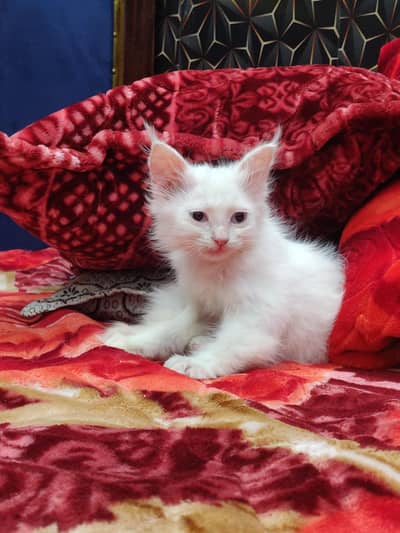 Cute Persian Kittens 