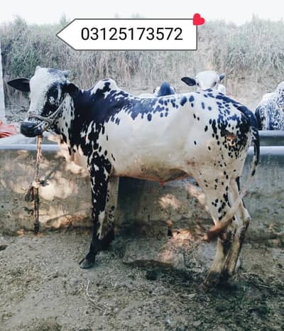 Bull for sale for qurbani