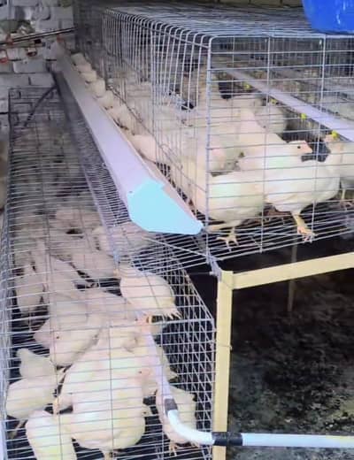 white layer novagen breed