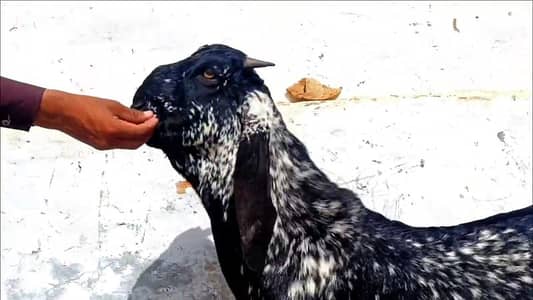 Makkah Chini Bakra For Sale _ 03258956386