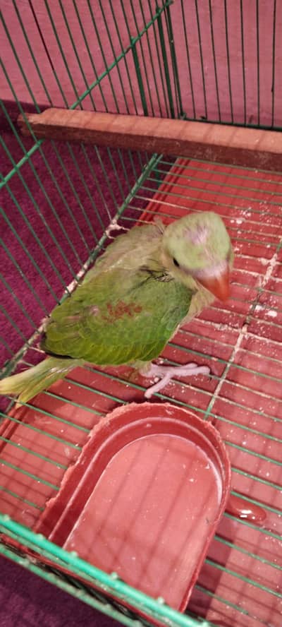 raw male baby