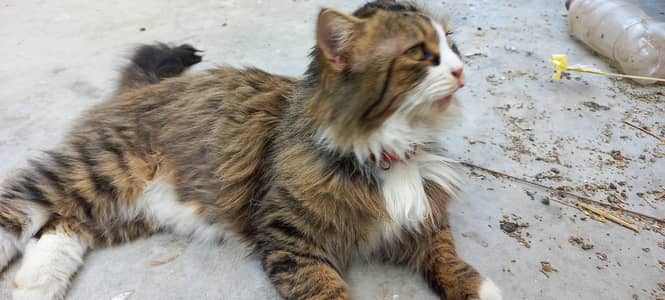 persian cat