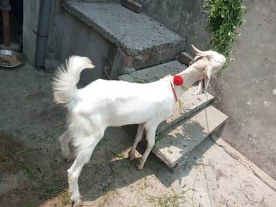bakra for sale