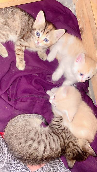 Persian cats