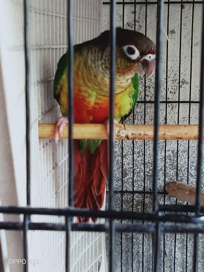 tamed yellow sided conure 2 pieces 0 bite