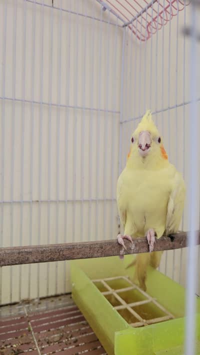 male cocktail for sale singer parrot