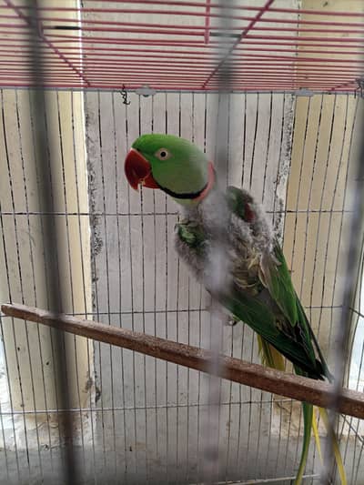 healthy active male parrot