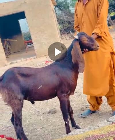 All goats are ready for qurbani