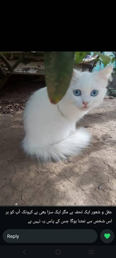 Percian Cat kitten