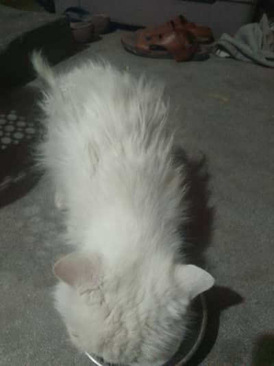 Persian cat for urgent sale 03207995661;