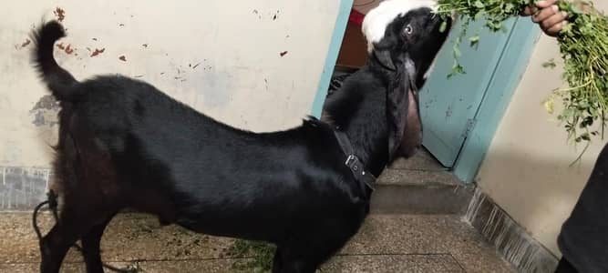 desi beetal bakra for sale 03237047802