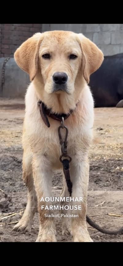 Labrador male