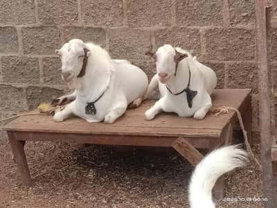 2 Goats for Sale urgent